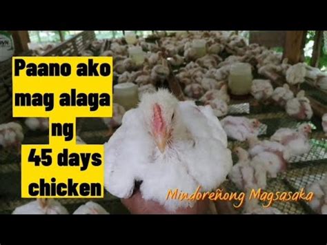 pagkain ng 45 days na sisiw|Pano mag,alaga ng broiler chicken .